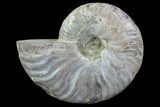 Silver Iridescent Ammonite - Madagascar #70051-1